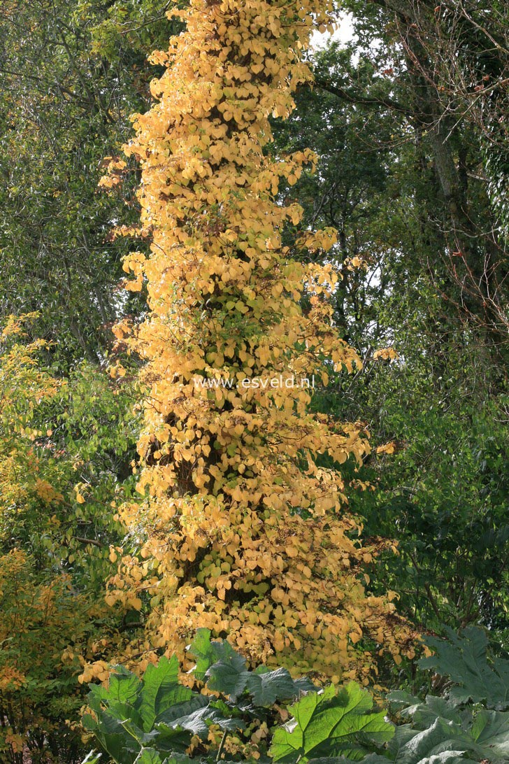 Hydrangea anomala petiolaris