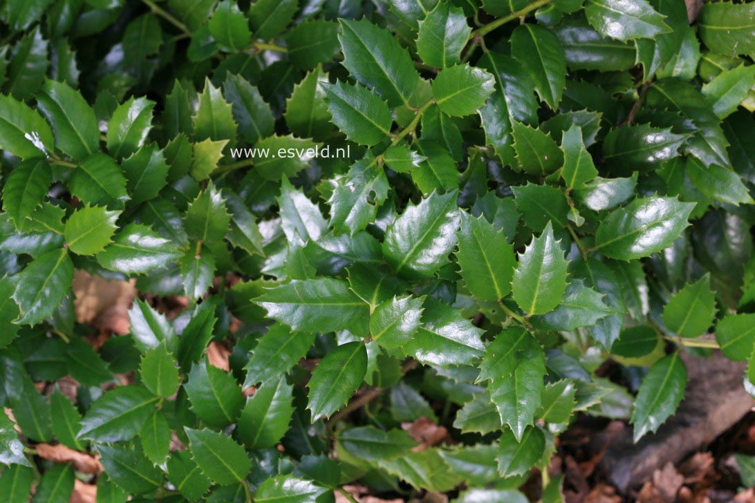 Ilex 'Mary Nell'