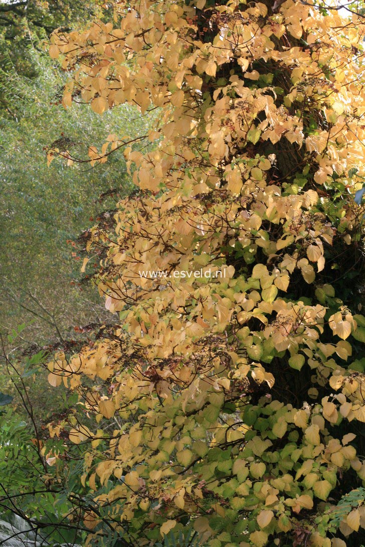 Hydrangea anomala petiolaris