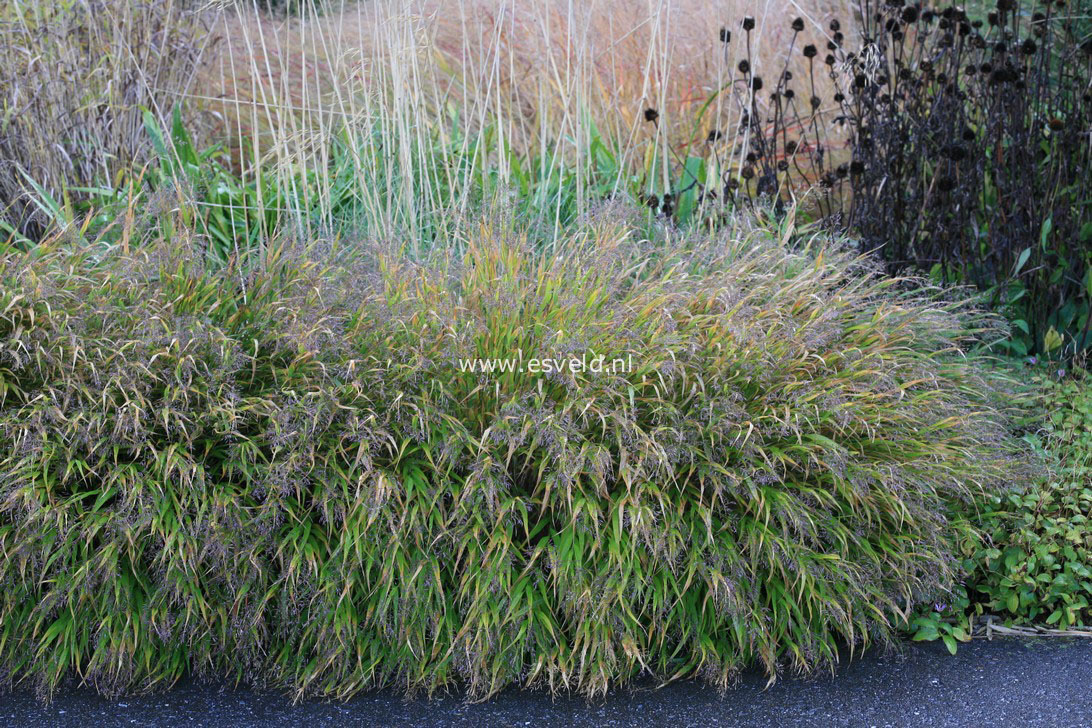 Hakonechloa macra