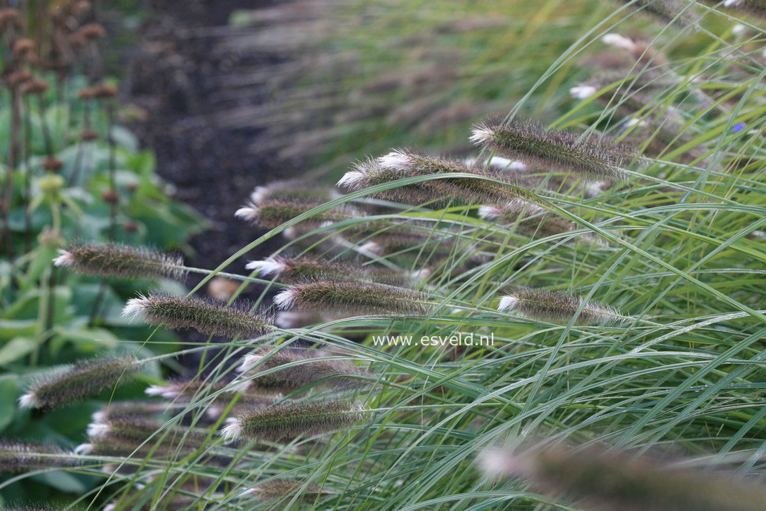 Pennisetum alopecuroides 'Magic'