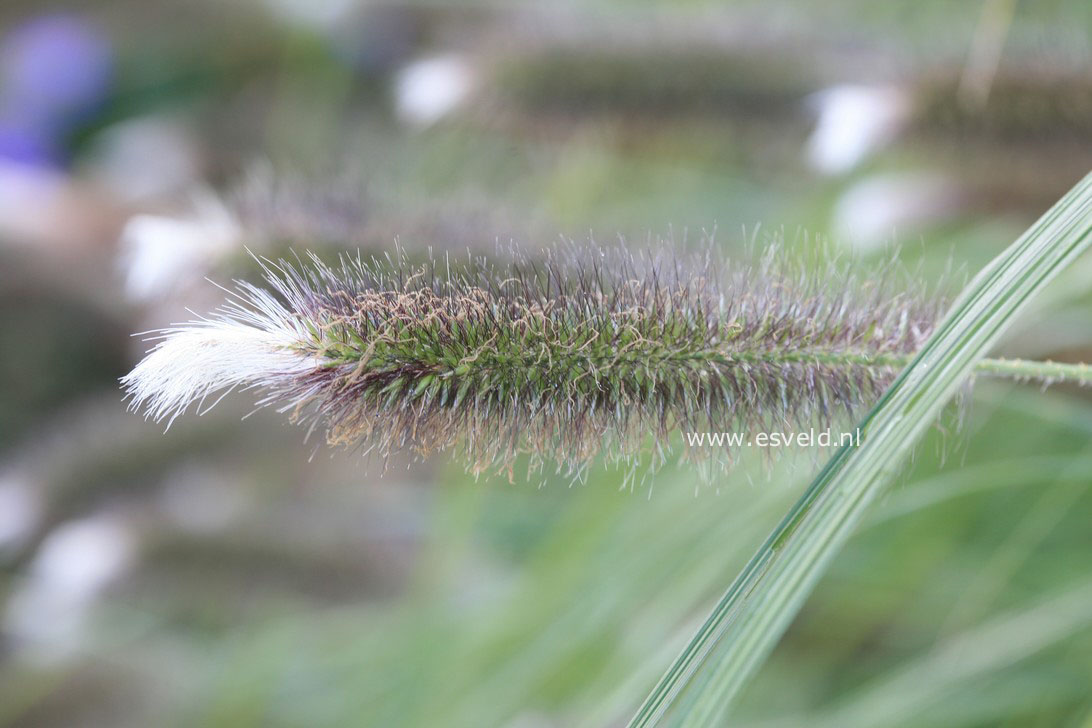 Pennisetum alopecuroides 'Magic'