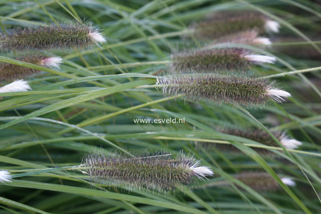 Pennisetum alopecuroides 'Magic'