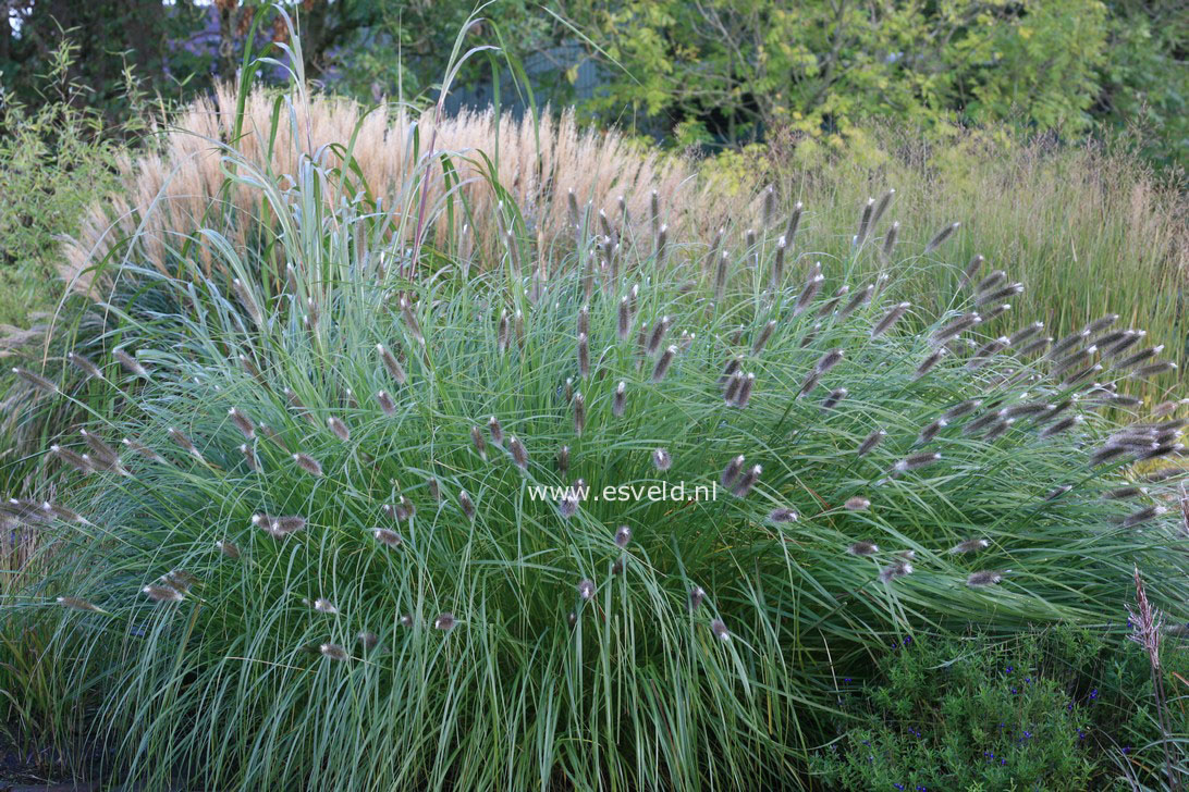 Pennisetum alopecuroides 'Magic'