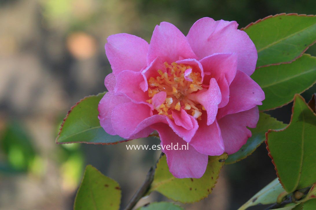 Camellia sasanqua 'Showa-no-sakae'