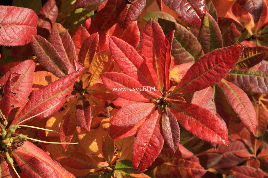 Rhododendron luteum