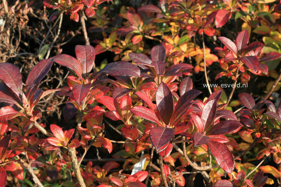 Azalea 'Jolie Madame'