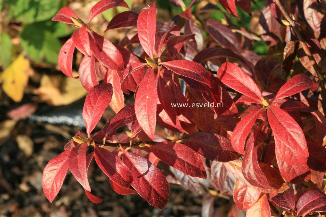 Hydrangea scandens luteovenosa