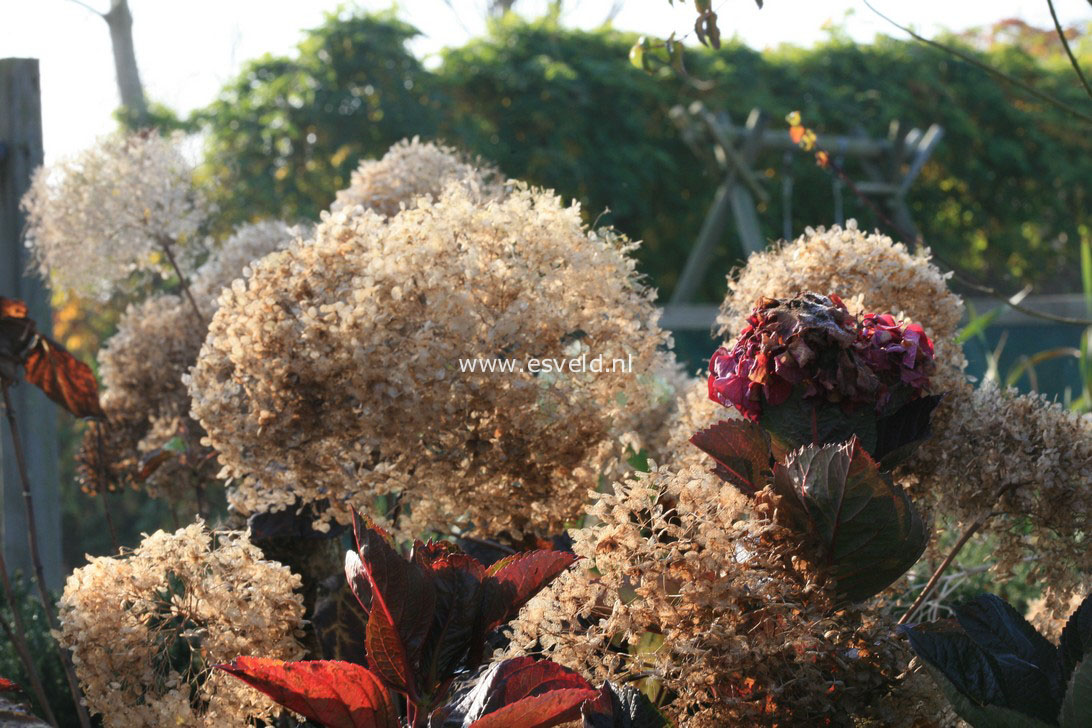 Hydrangea arborescens 'Bounty'