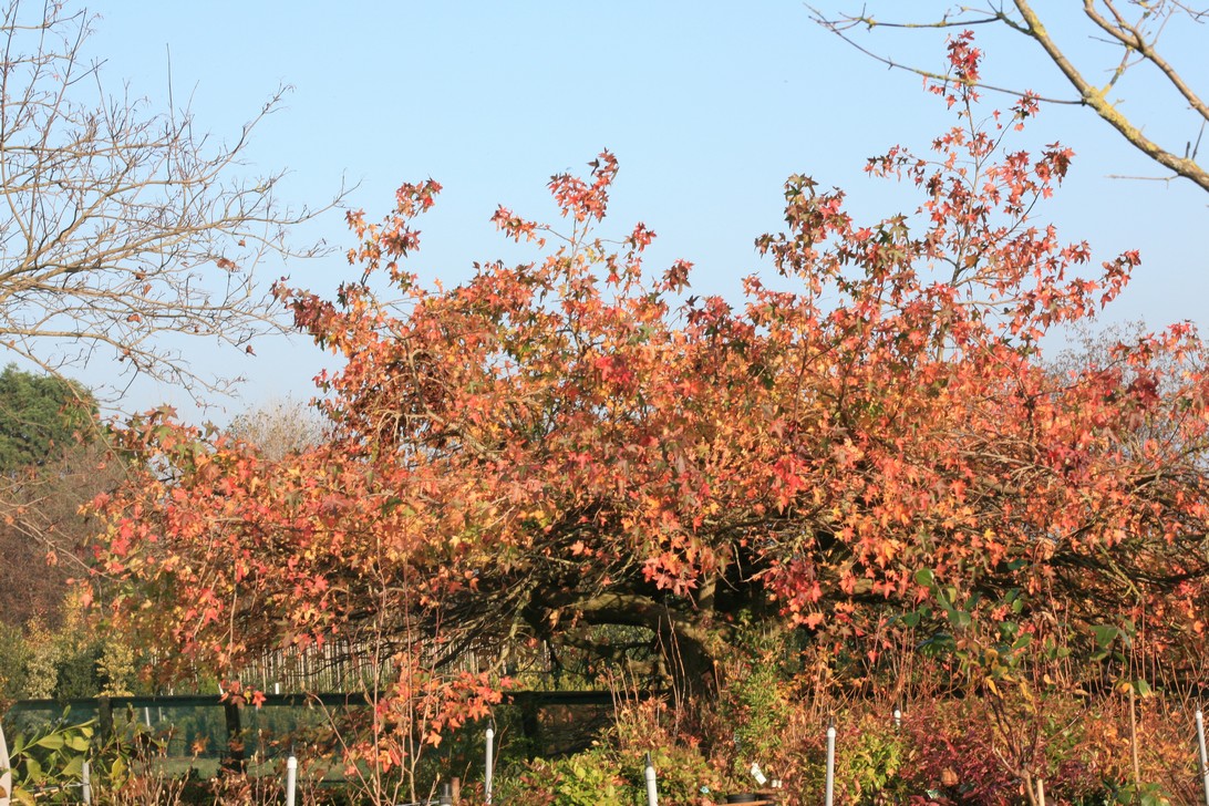 Liquidambar styraciflua 'Pendula'