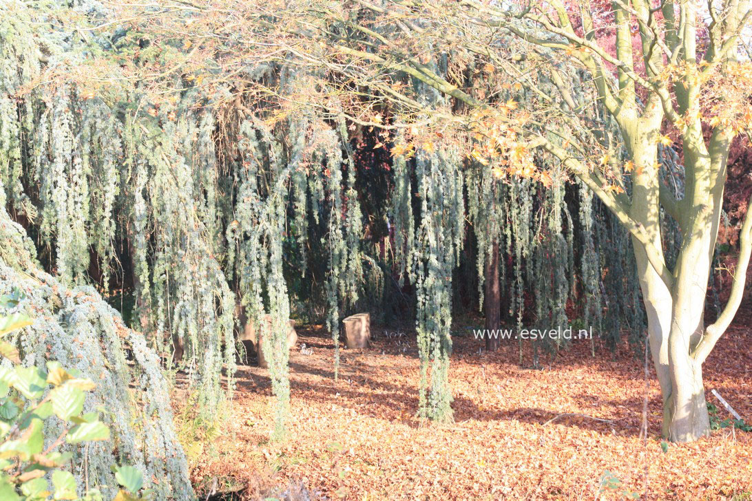 Cedrus libani 'Glauca Pendula'