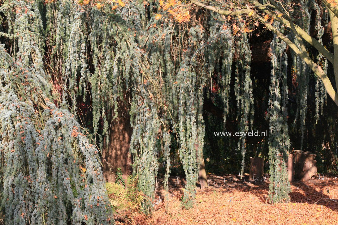 Cedrus libani 'Glauca Pendula'