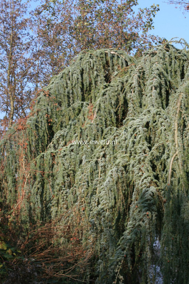 Cedrus libani 'Glauca Pendula'