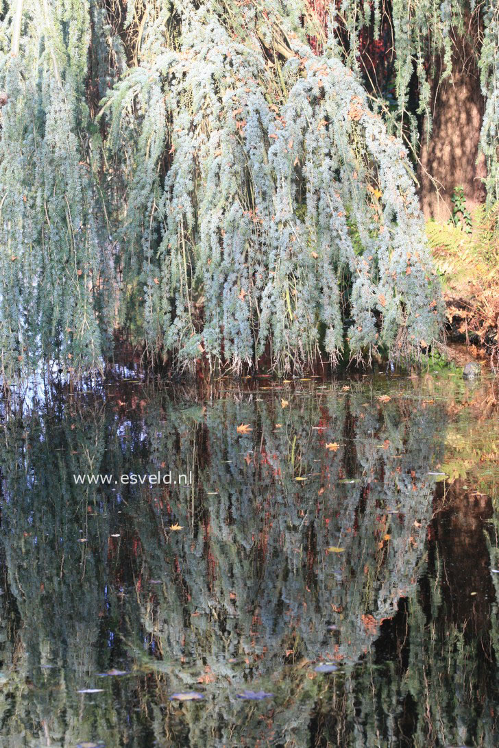 Cedrus libani 'Glauca Pendula'