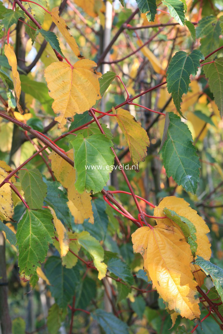 Acer davidii 'George Forrest'