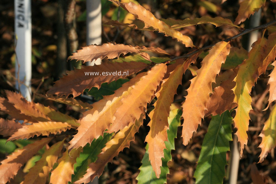 Quercus libanerris