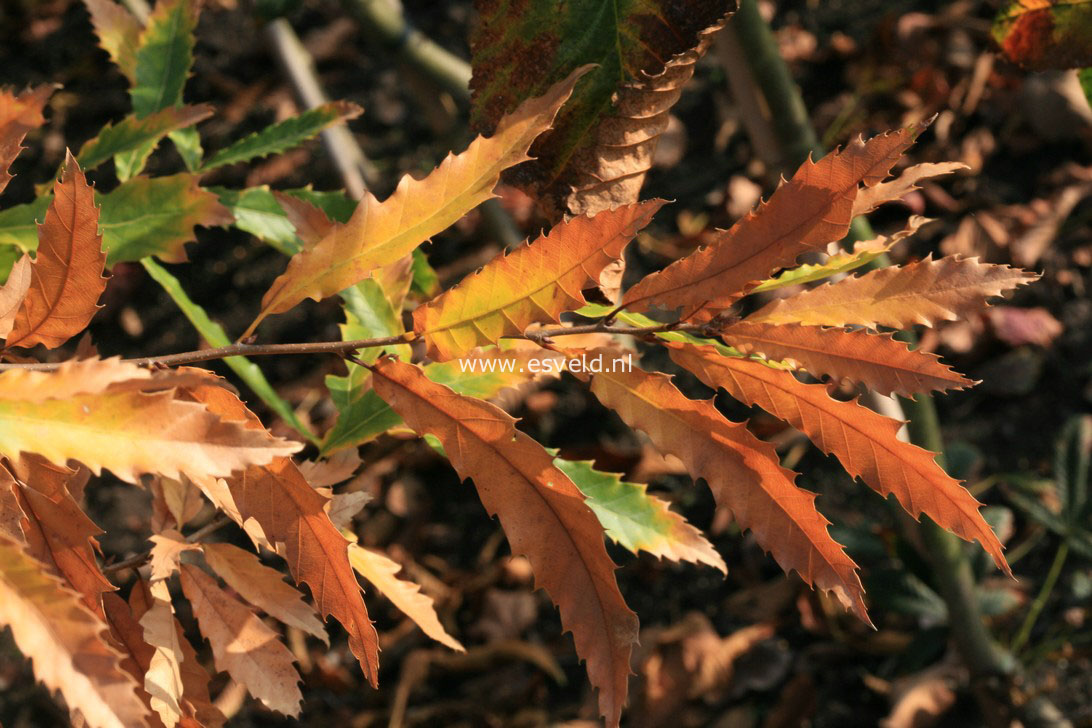 Quercus libanerris