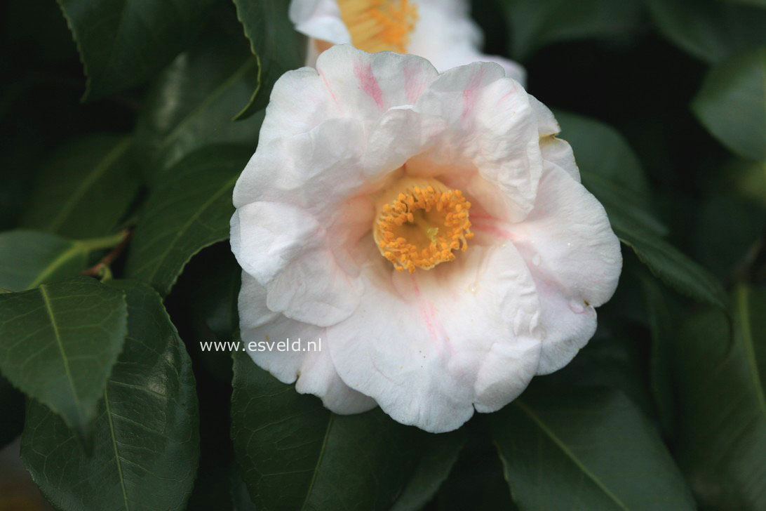 Camellia japonica 'Adelina Patti'