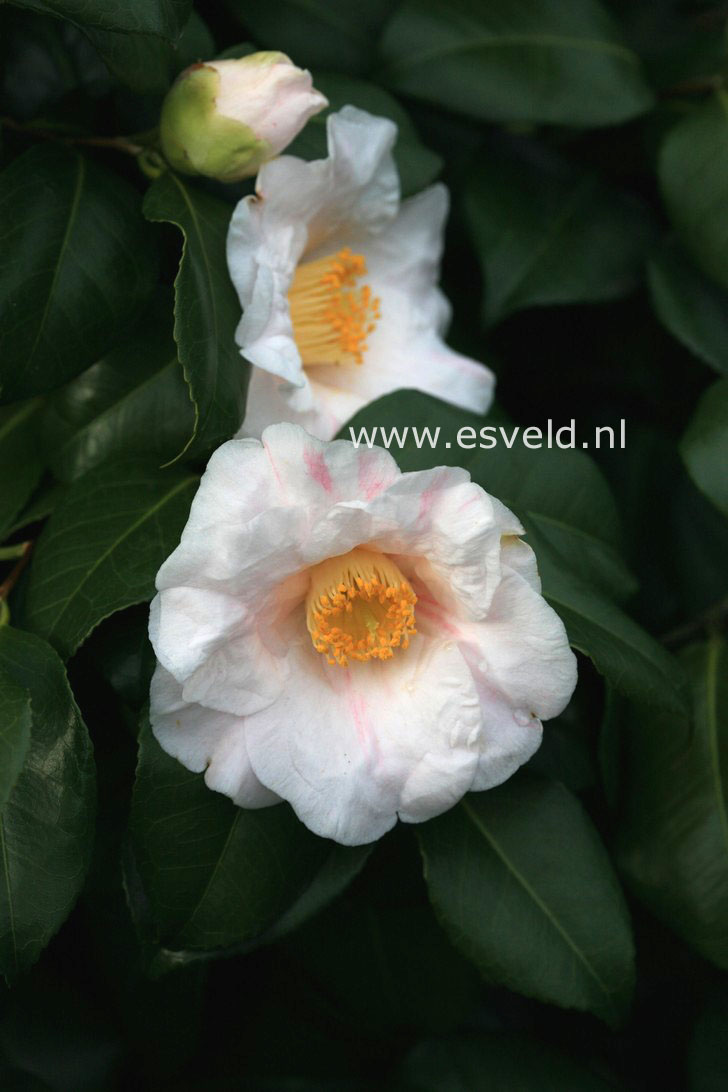 Camellia japonica 'Adelina Patti'