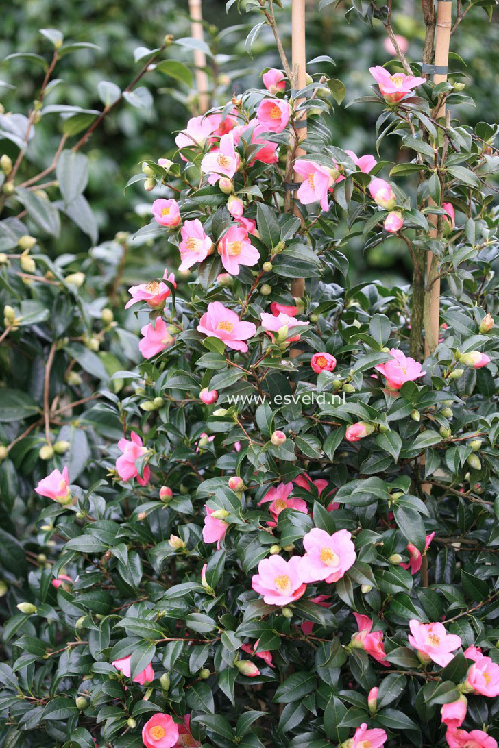 Camellia japonica 'Rosemary Williams'