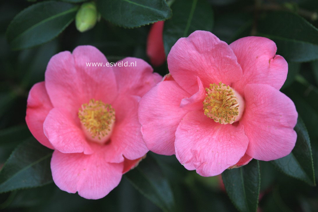 Camellia japonica 'Rosemary Williams'