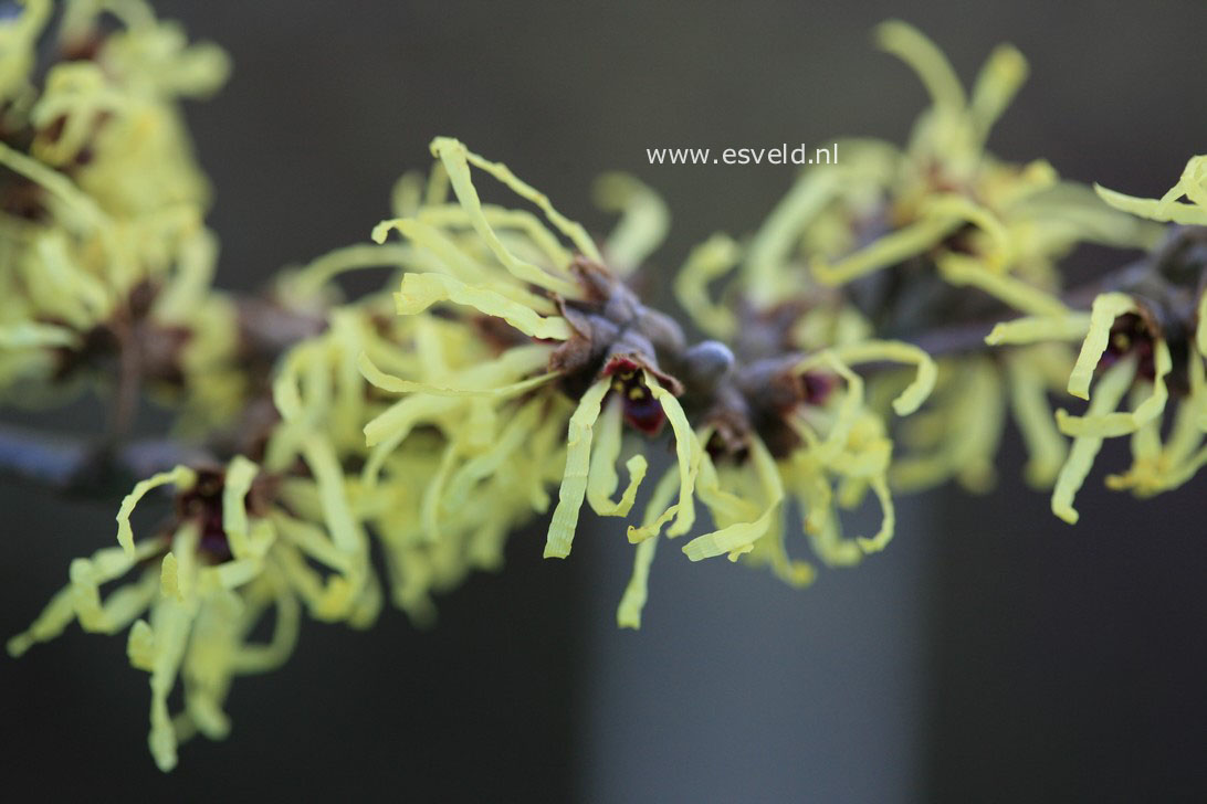 Hamamelis mollis 'Fred Chittenden' (=Pallida)