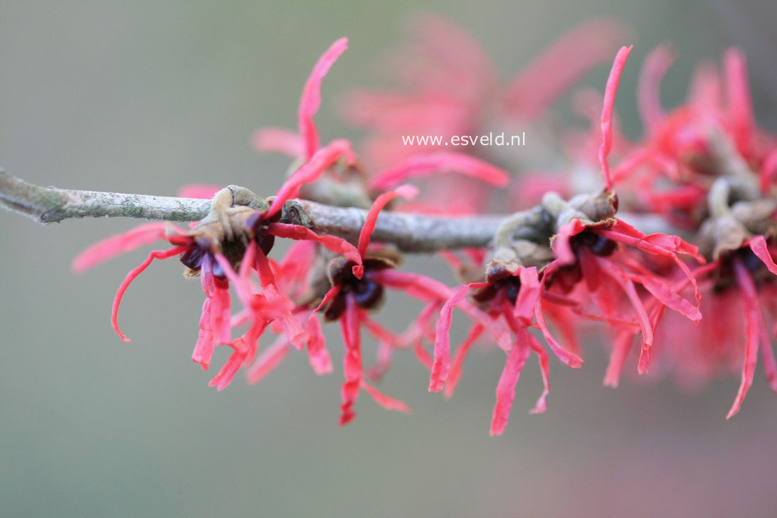 Hamamelis intermedia 'Livia'