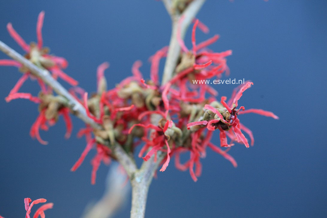 Hamamelis intermedia 'Livia'