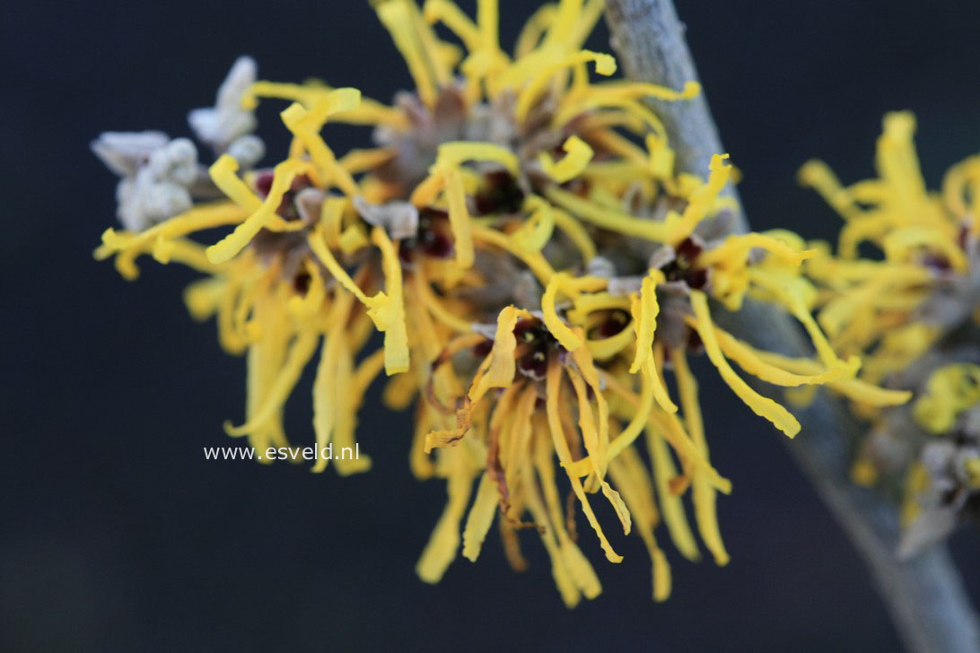 Hamamelis intermedia 'Amanda'