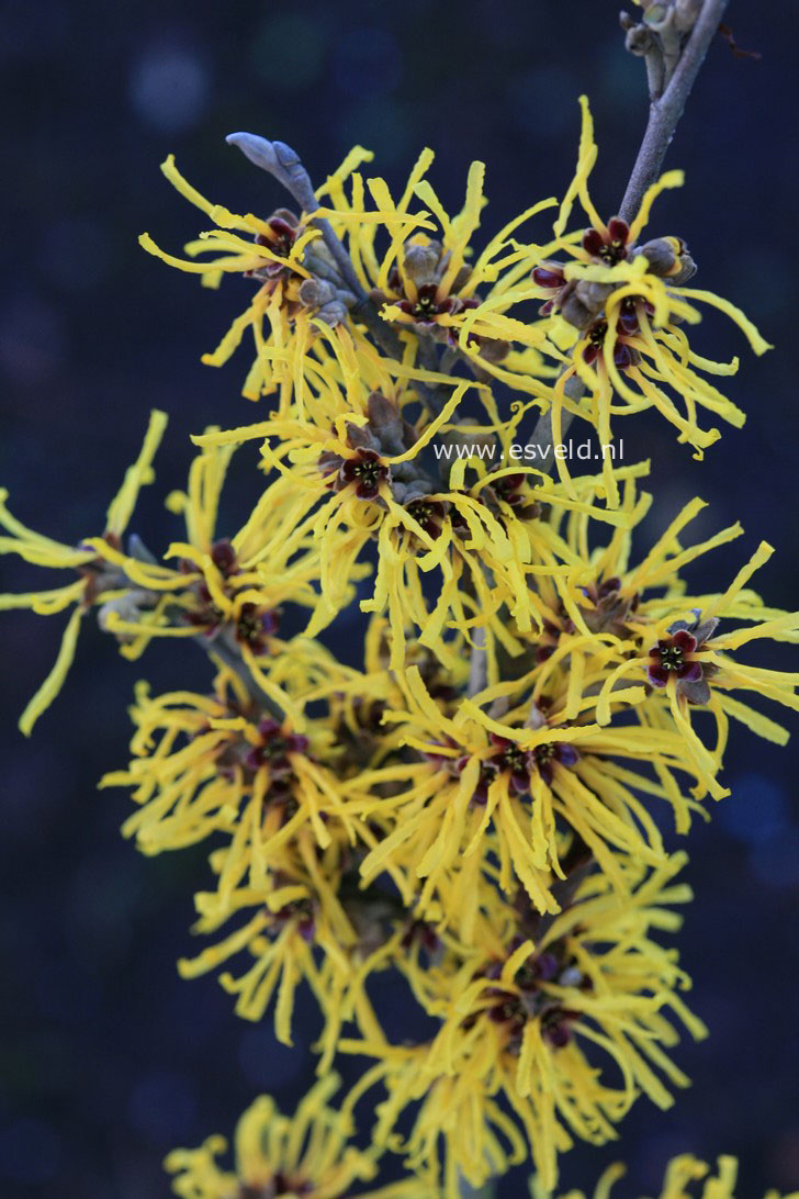 Hamamelis intermedia 'Amanda'