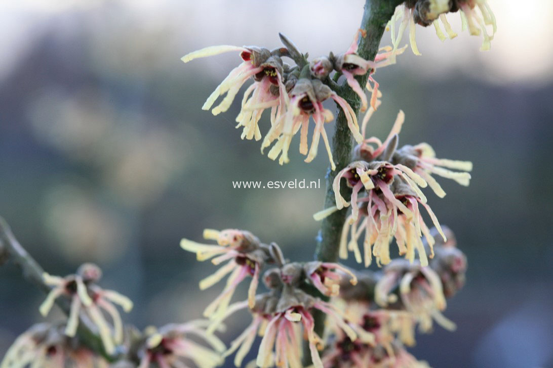 Hamamelis intermedia 'Cyrille'