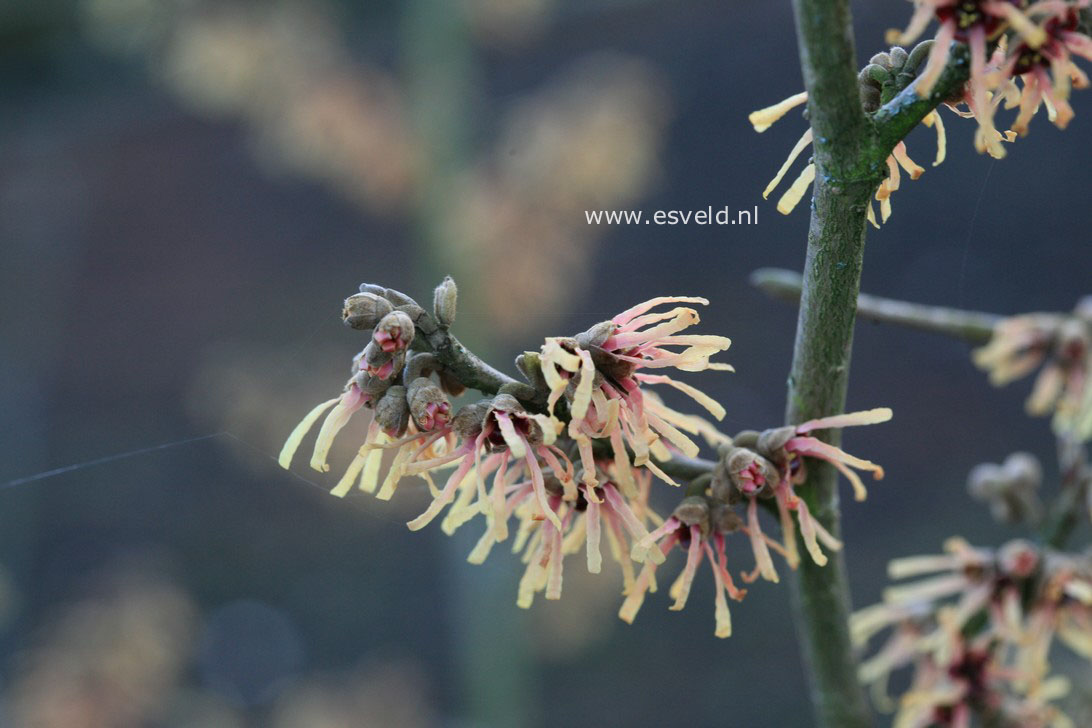 Hamamelis intermedia 'Cyrille'