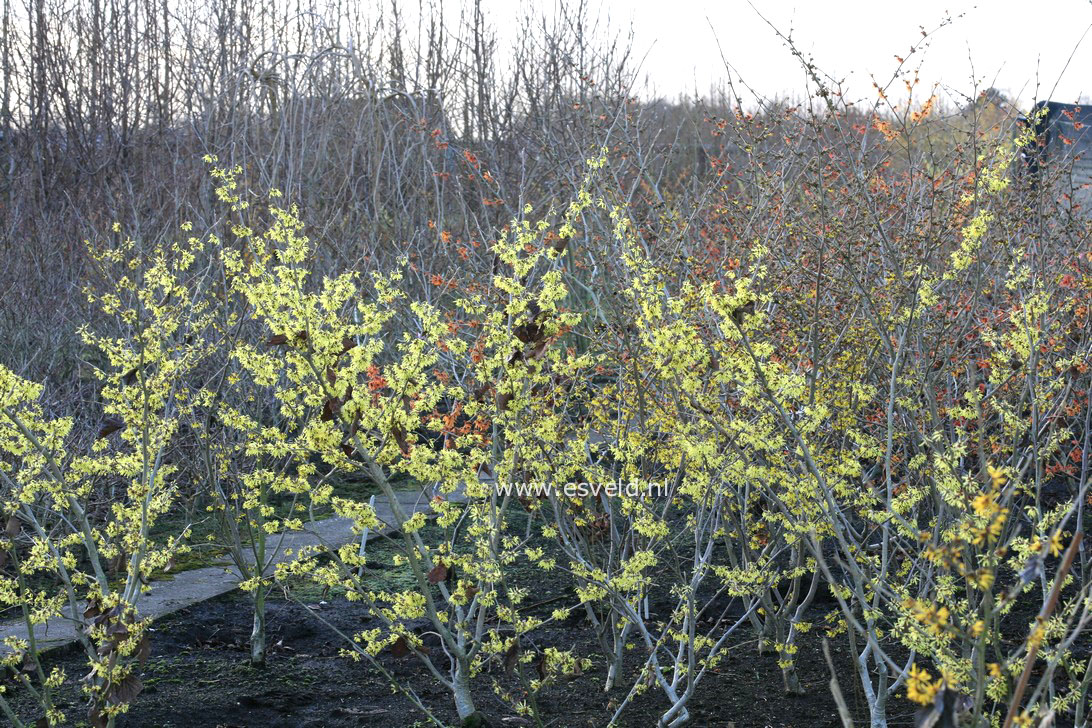 Hamamelis mollis 'Fred Chittenden' (=Pallida)