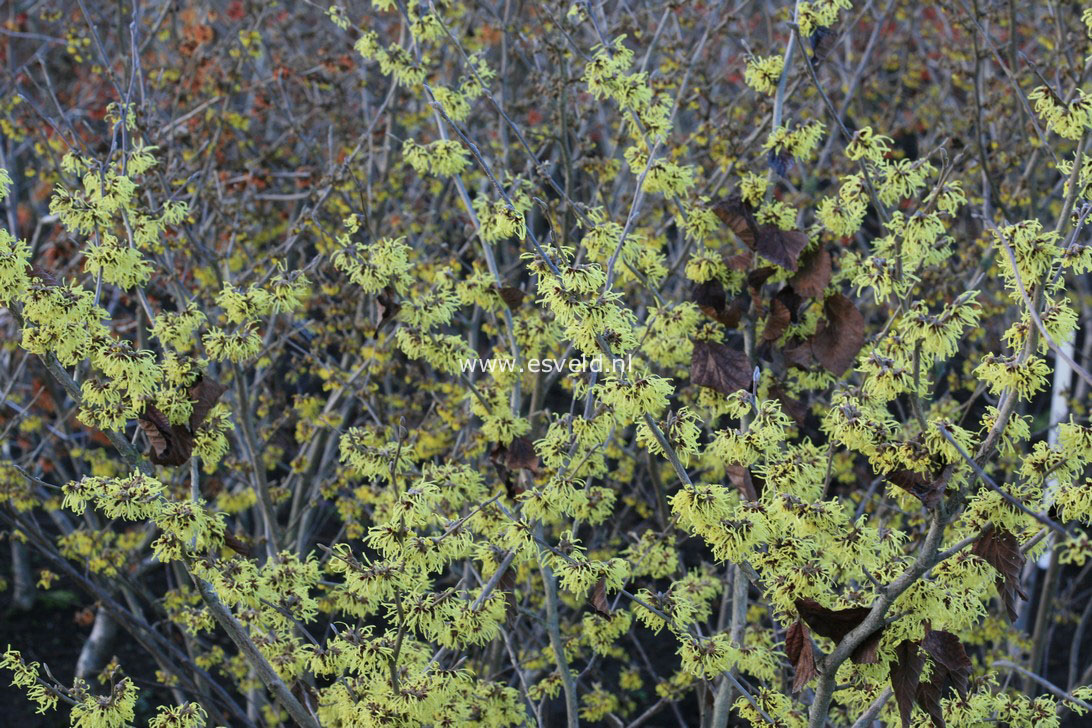 Hamamelis mollis 'Fred Chittenden' (=Pallida)