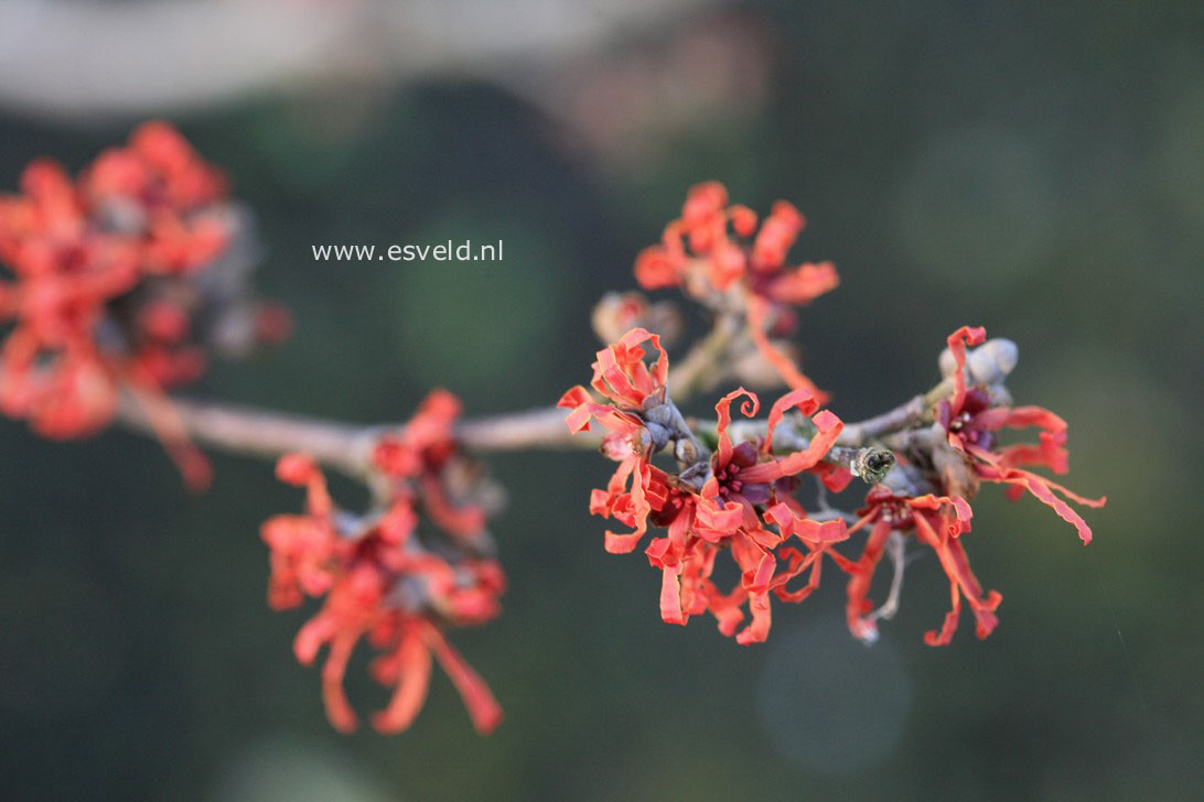 Hamamelis intermedia 'Arnhem'