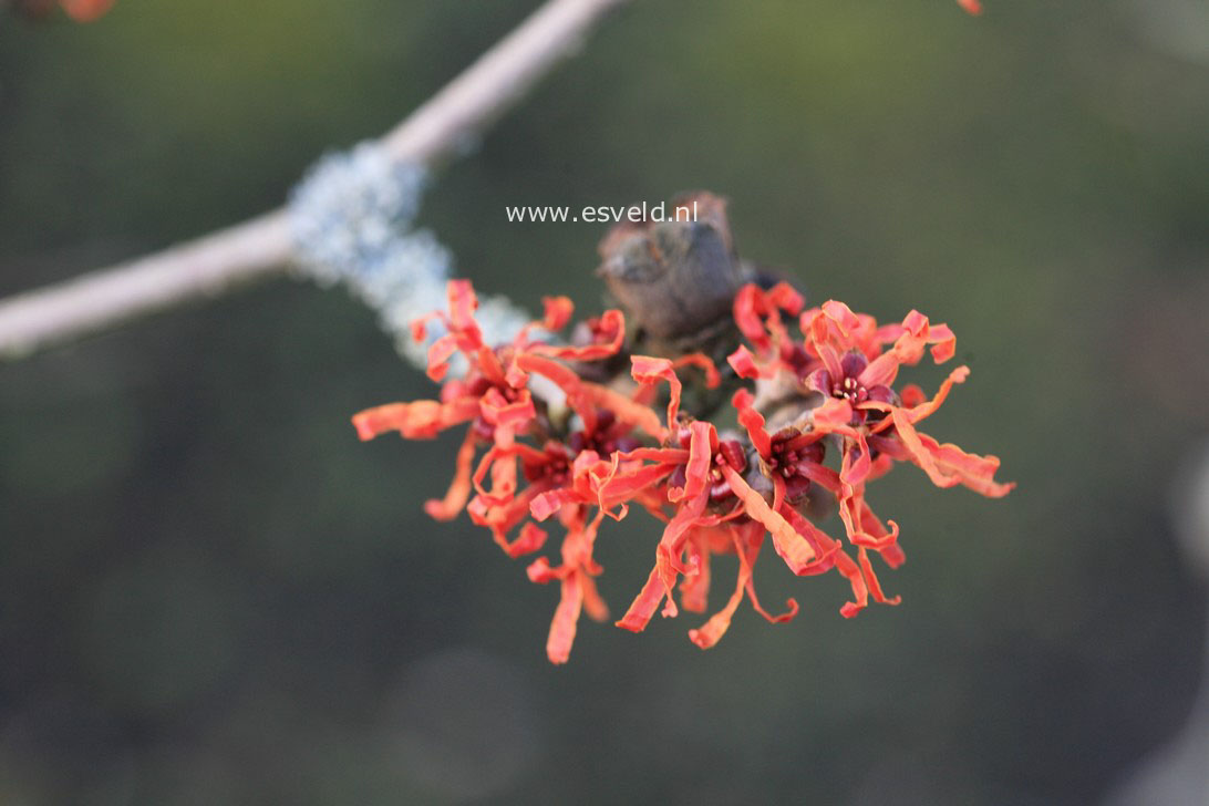 Hamamelis intermedia 'Arnhem'