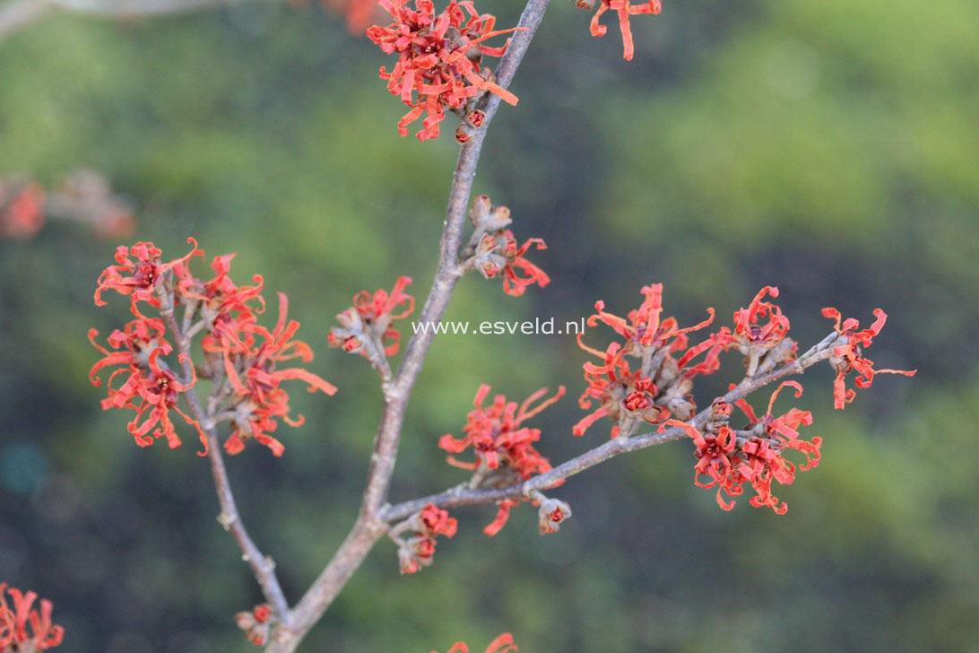 Hamamelis intermedia 'Arnhem'