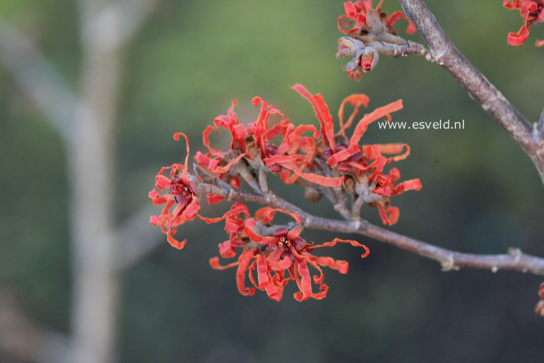 Hamamelis intermedia 'Arnhem'