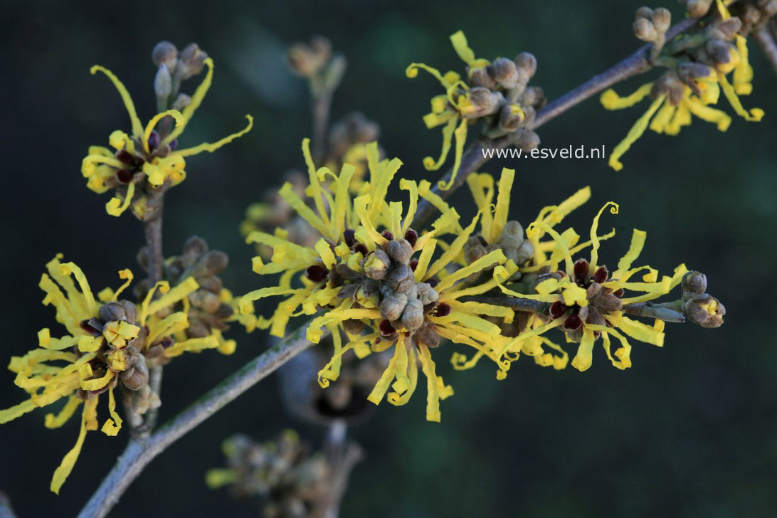 Hamamelis intermedia 'Amanda'