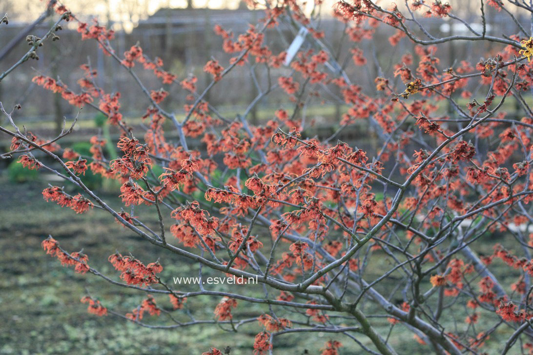 Hamamelis intermedia 'Jelena'