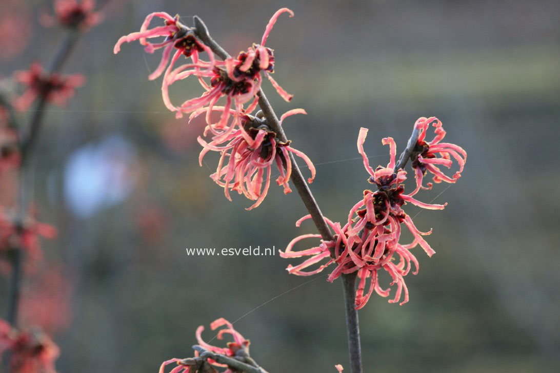 Hamamelis intermedia 'Ruby Glow'