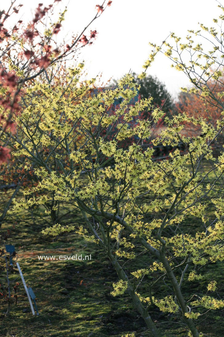 Hamamelis mollis 'Fred Chittenden' (=Pallida)