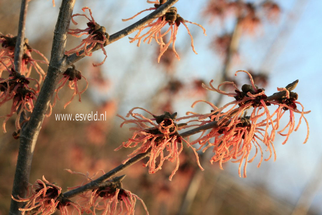 Hamamelis intermedia 'Spanish Spider'