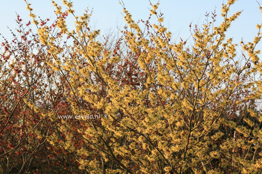 Hamamelis mollis 'Fred Chittenden' (=Pallida)