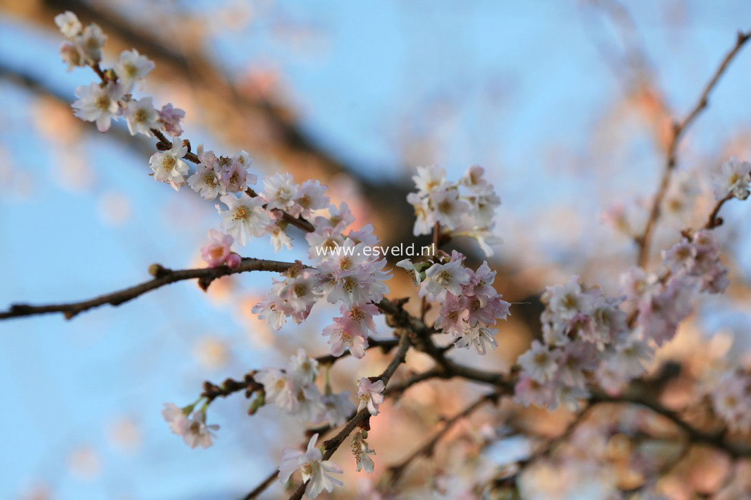 Prunus subhirtella 'Autumnalis Rosea'