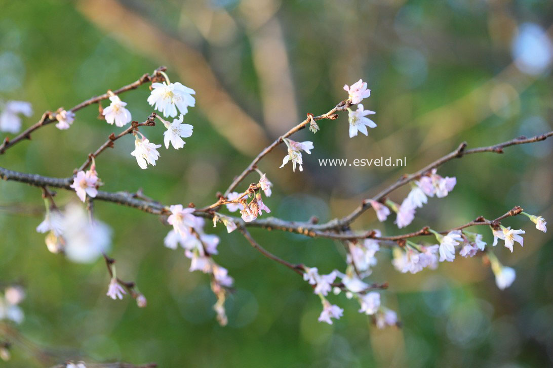 Prunus subhirtella 'Autumnalis Rosea'