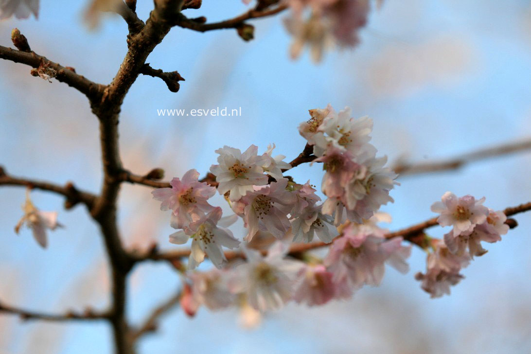 Prunus subhirtella 'Autumnalis Rosea'