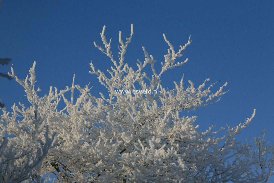 Styrax japonicus