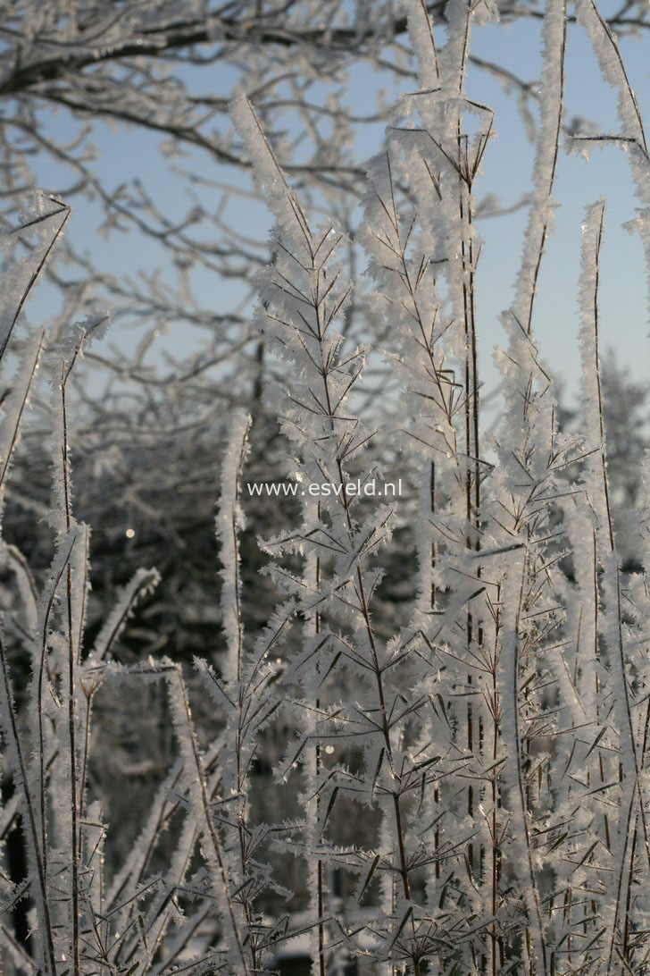 Fargesia 'Jiu' ('Jiuzhaigou 1')