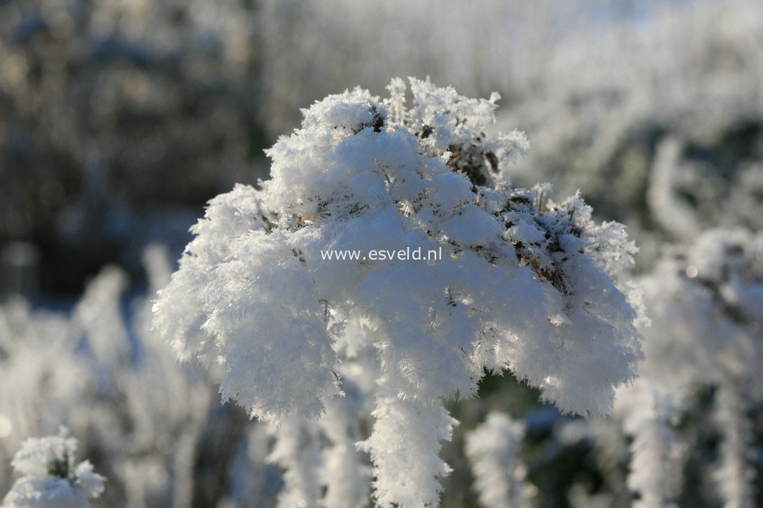 Hydrangea macrophylla 'Gertrud Glahn'